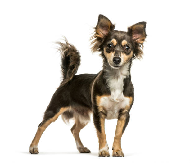 istock Chihuahua, 8 months old, in front of white background 1137631759