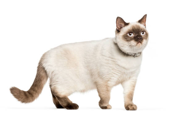 istock Crossed cat in front of white background 1137632292