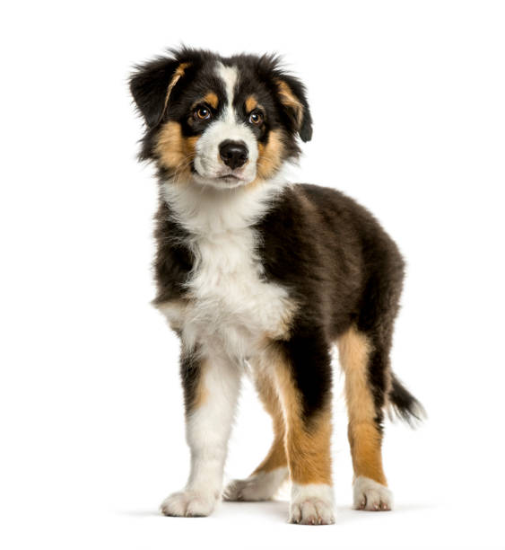 istock Australian Shepherd, 4 months old, in front of white background 1137632302