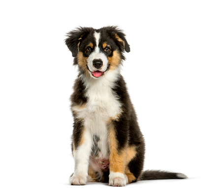 Australian Shepherd, 4 months old, sitting in front of white background