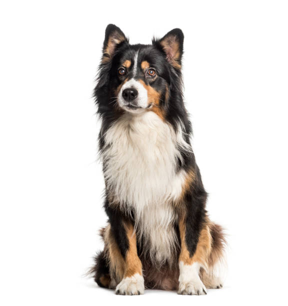 istock Australian Shepherd sitting in front of white background 1137632306