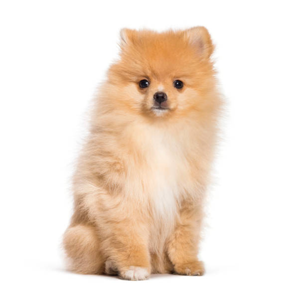 istock Pomeranian, 4 months old, in front of white background 1137632313