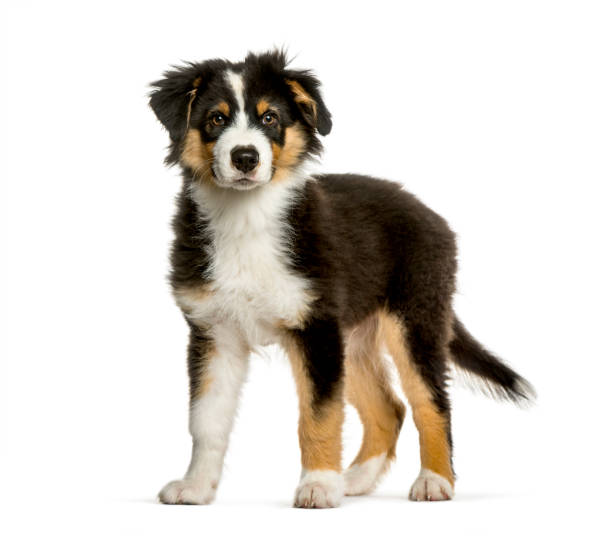 istock Australian Shepherd, 4 months old, in front of white background 1137632319
