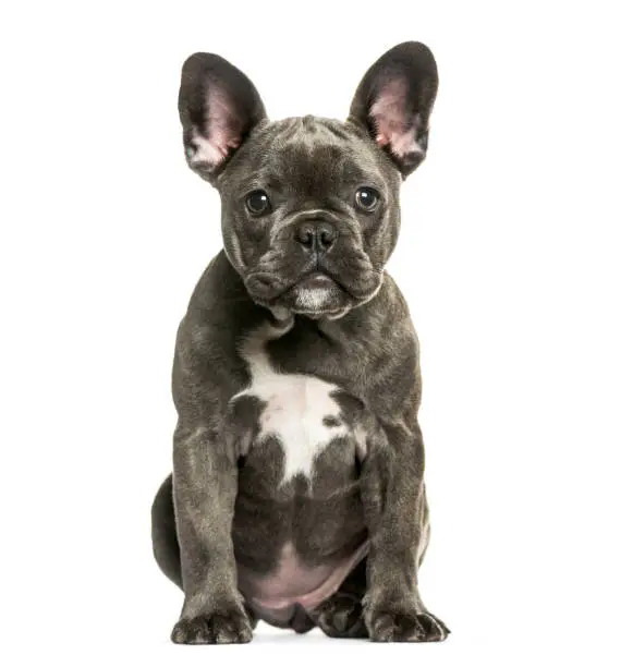 French Bulldog, 3 months old, sitting in front of white background