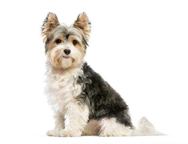 istock Biewer Yorkshire Terrier, 3 years old, sitting in front of white background 1137632724