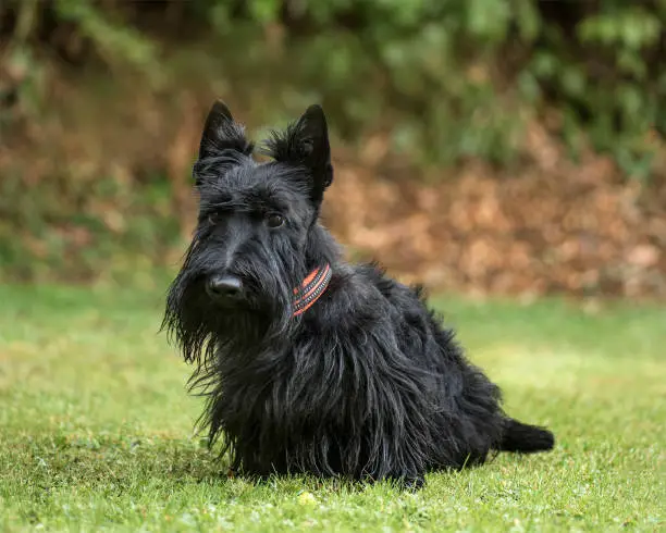 Scottish Terrier, 2 years old, in park