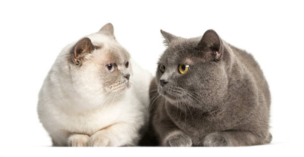 British Shorthair lying in front of white background