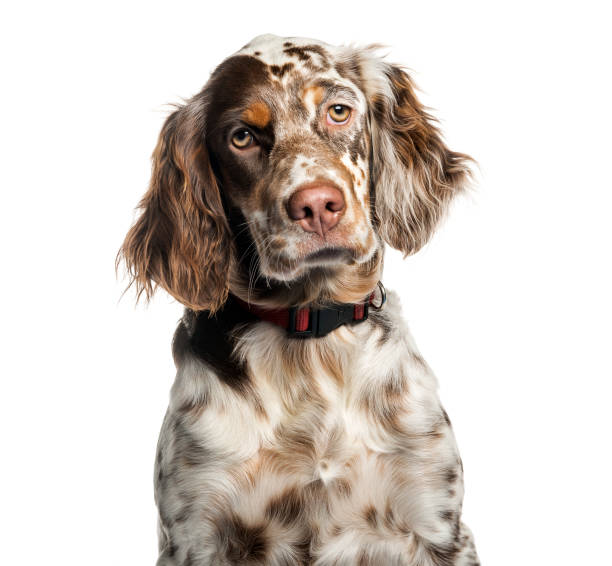 istock English Setter, 6 months old, in front of white background 1137632769