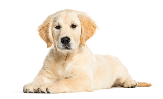 Golden Retriever, 3 months old, lying in front of white background