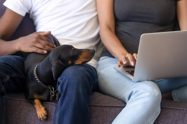 istock Close up African American couple using laptop, sitting with dog 1137632816