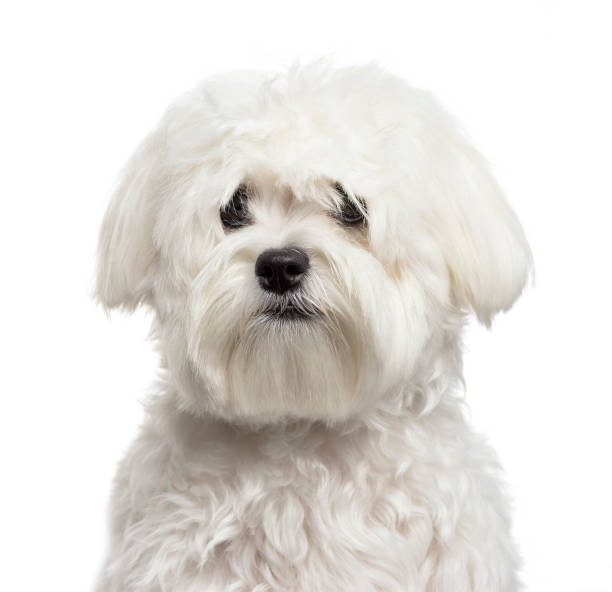 istock Bichon Frise in front of white background 1137632840