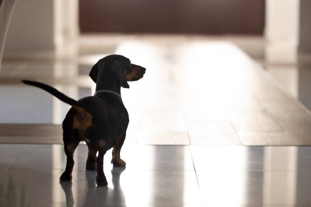 close up pedigree dog, dachshund standing in hall of modern house - dog dachshund pets close up imagens e fotografias de stock