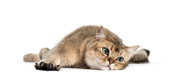 British Shorthair, 1 year old, stretching his Claws lying in front of white background British Shorthair, 1 year old, stretching his Claws lying in front of white background british shorthair cat photos stock pictures, royalty-free photos & images