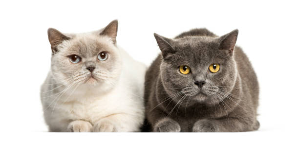 istock British Shorthair lying in front of white background 1137633362