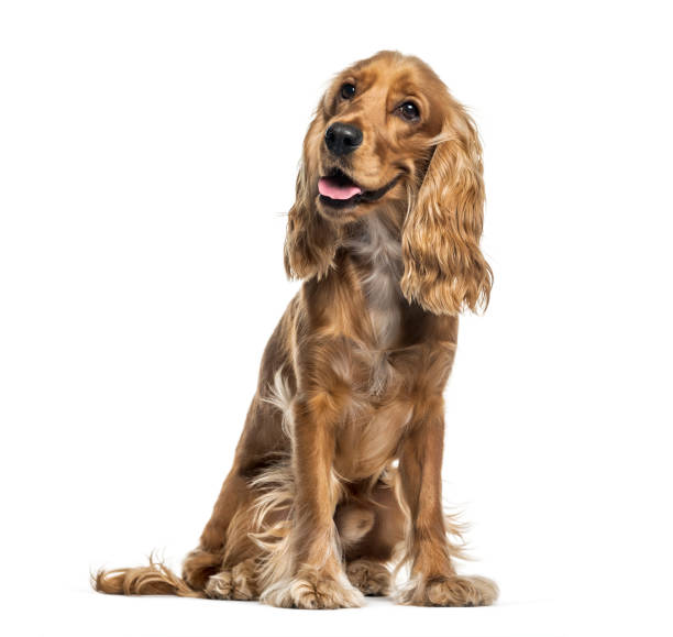 istock English Cocker Spaniel sitting in front of white background 1137633368