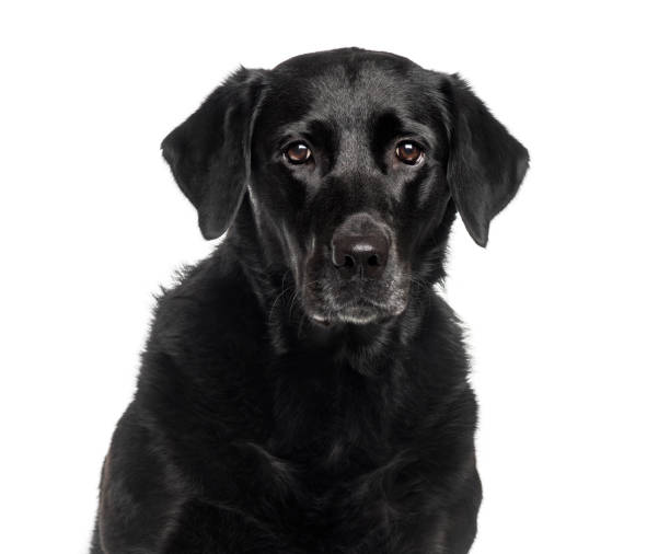 istock Labrador Retriever in front of white background 1137633380