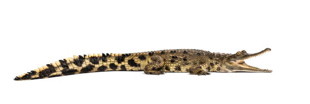 istock West African slender-snouted crocodile, 3 years old, isolated 1137633382
