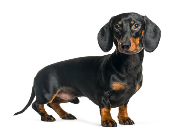 istock Dachshund, Sausage dog in front of white background 1137633392