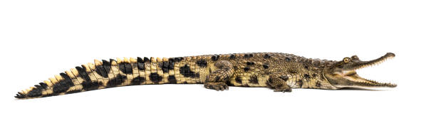 istock West African slender-snouted crocodile, 3 years old, isolated 1137633414