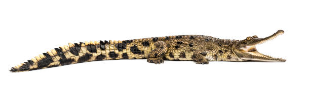 crocodile d'afrique de l'ouest-snouted, 3 ans, isolé - snouted photos et images de collection