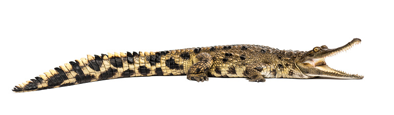 West African slender-snouted crocodile, 3 years old, isolated