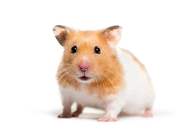 Golden Hamster in front of white background stock photo