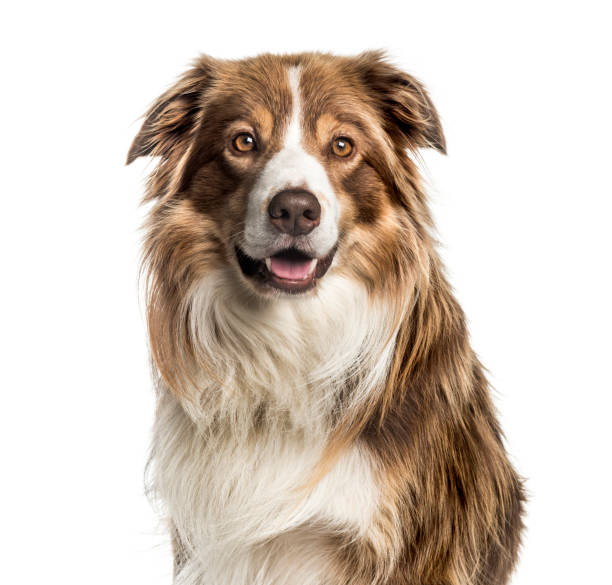istock Border Collie, 5 years old, in front of white background 1137633444