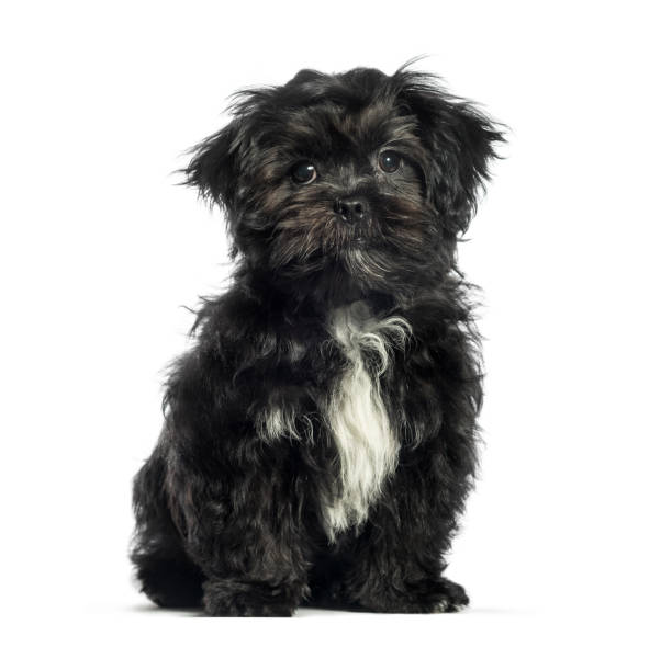 istock Mixed-breed dog, 3 months old, sitting in front of white background 1137633520