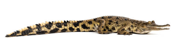 istock West African slender-snouted crocodile, 3 years old, isolated 1137633550