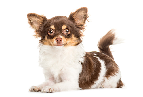 Chihuahua lying in front of white background