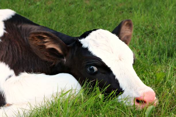 istock Newborn Holstein calf looking at me with big eyes 1137634412