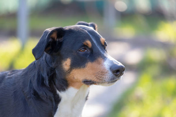 istock portrait of a dog 1137634601