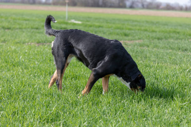 istock portrait of a dog 1137634686