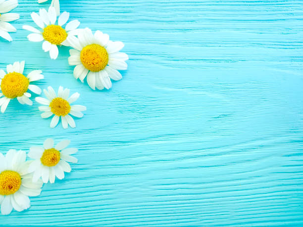 istock daisy flower on blue wooden background frame 1137635792