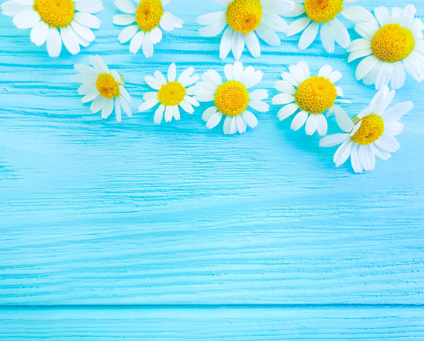 istock daisy flower on blue wooden background frame 1137636575