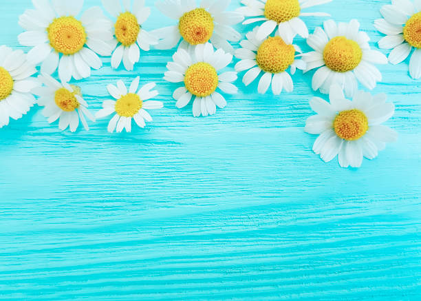 istock daisy flower on blue wooden background frame 1137637362