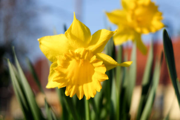 istock yellow narcissus - Narcissus pseudonarcissus 1137637373
