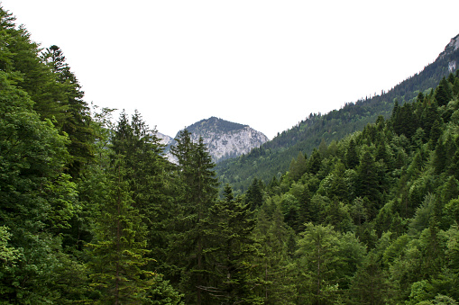 big view over a forest to the alps of germany