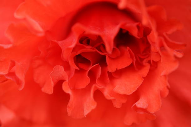 istock Begonia - Salmon Pink 1137639171