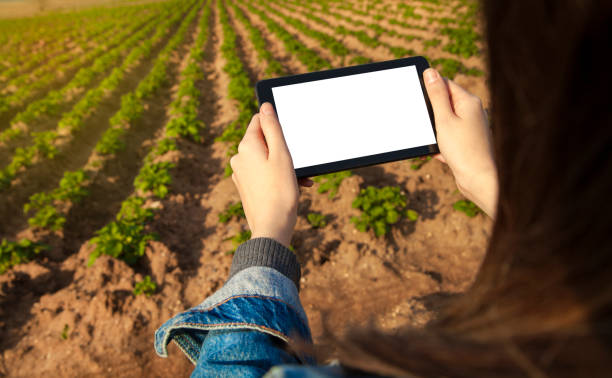 agricultura tecnología agrícola persona que utiliza tablet pc - raw potato red potato red vegetable fotografías e imágenes de stock