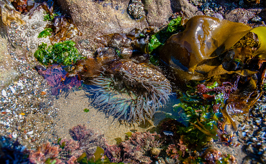 A Starburst Anemone, Anthopleura sola, shimmers in a tide pool along the Humboldt County coast of California.