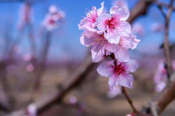 Almond Blossom in Japan