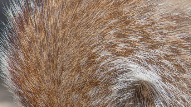 회색 다람쥐 꼬리-머리와 질감의 근접 촬영-자연 배경-미네소타의 나무 호수 자연 센터에서 촬영 - squirrel softness wildlife horizontal 뉴스 사진 이미지