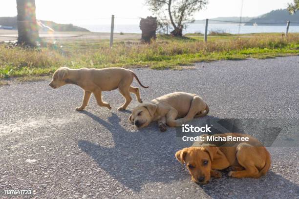 Stray Puppies In Greece Stock Photo - Download Image Now - Abandoned, Animal, Animal Shelter