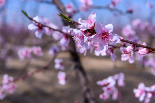istock Close-up of Peach Orchard Blossoms 1137641853