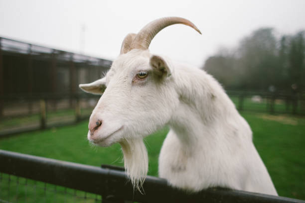 istock white goat portrait on animal farm 1137642486