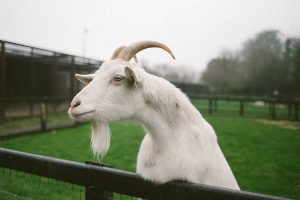 istock white goat portrait on animal farm 1137642490