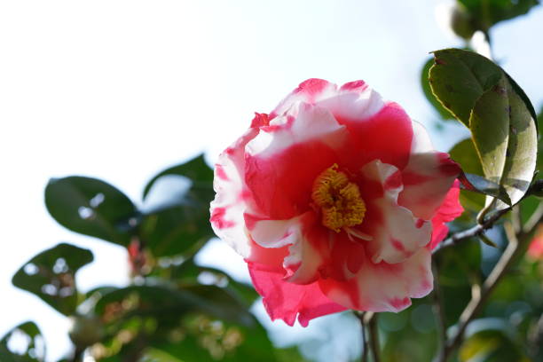istock Camellia - Variegated White and Red 1137642531