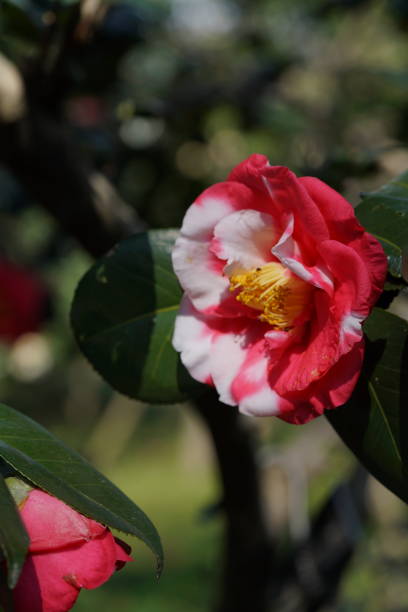 istock Camellia - Variegated White and Red 1137642532