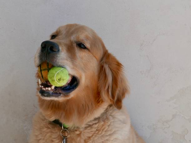 istock Barney the Dog smiling with two tennis balls 1137644591